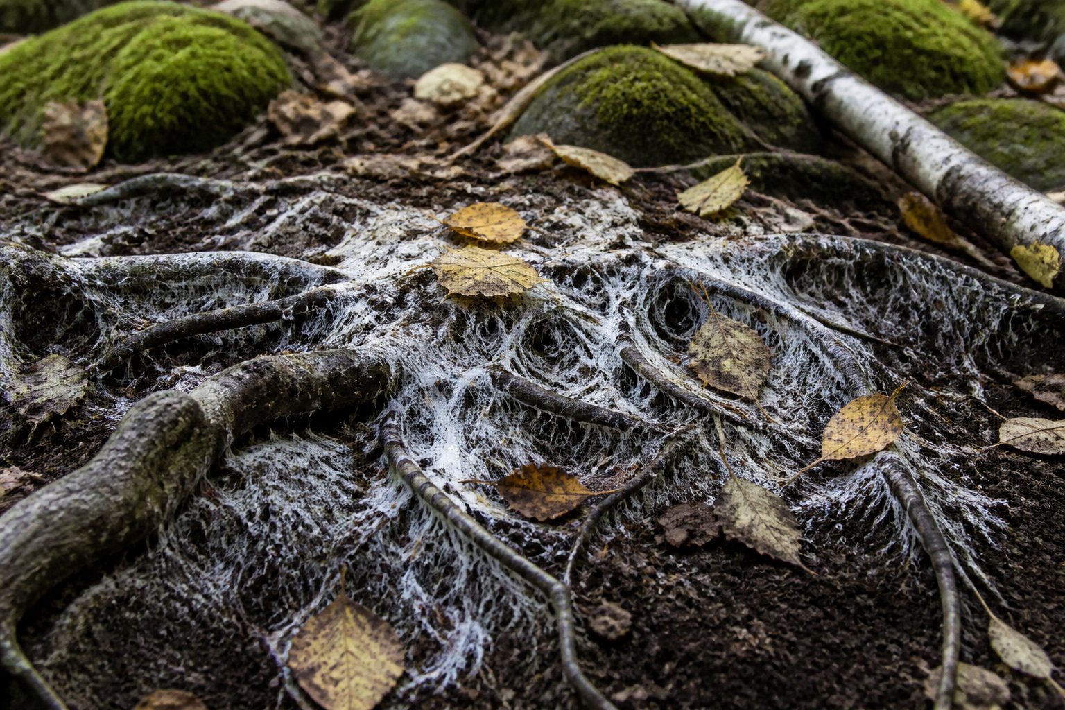 Mycelium Networks and the New Science of Soil Resilience